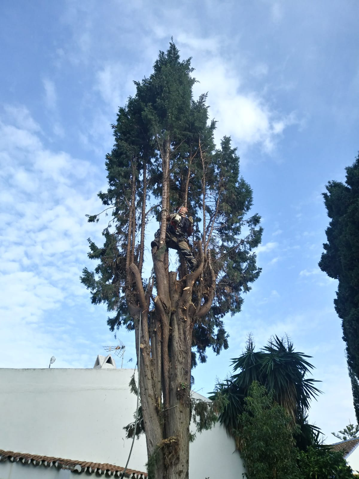 Tree surgery services Costa del Sol
